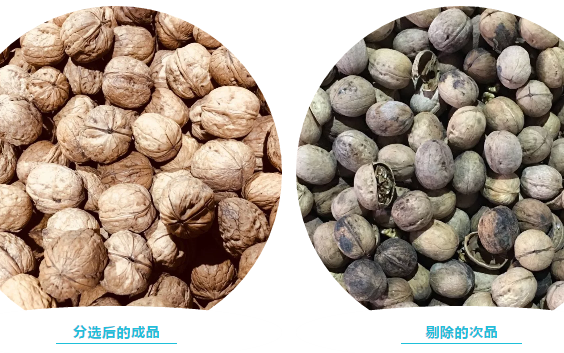 分選后的核桃成品和剔除的次品